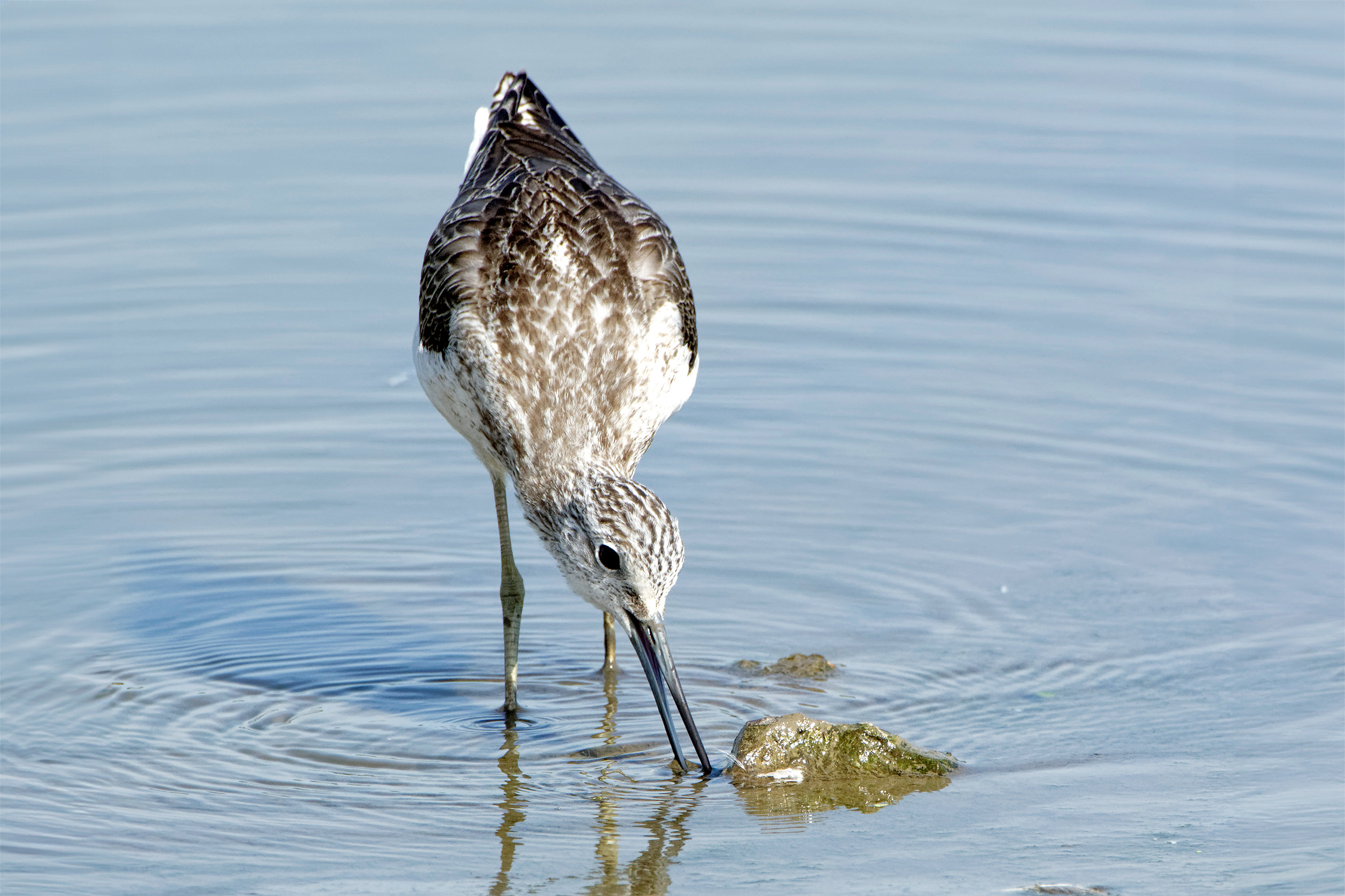 Greenshank