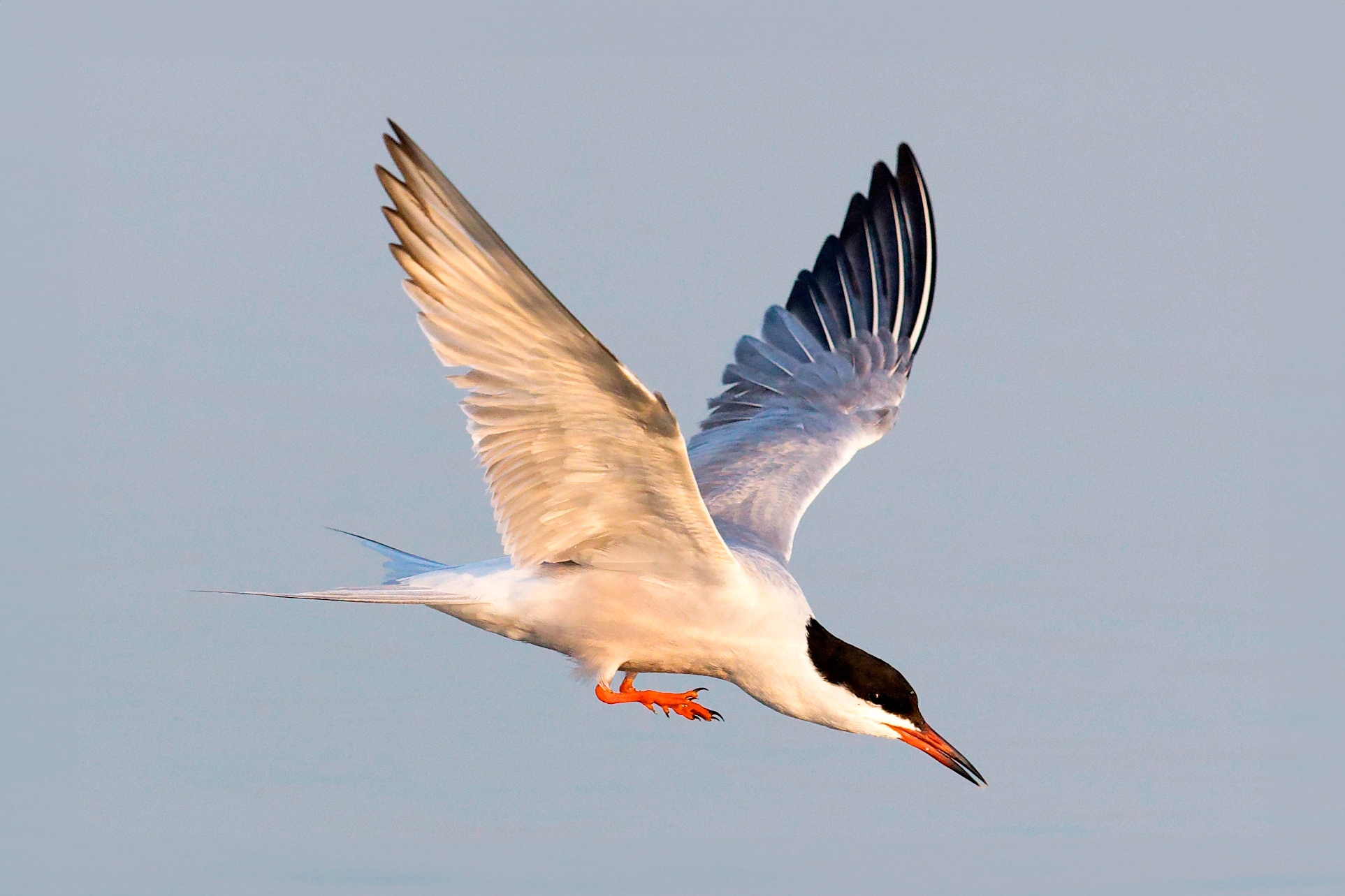 A Common Tern descending