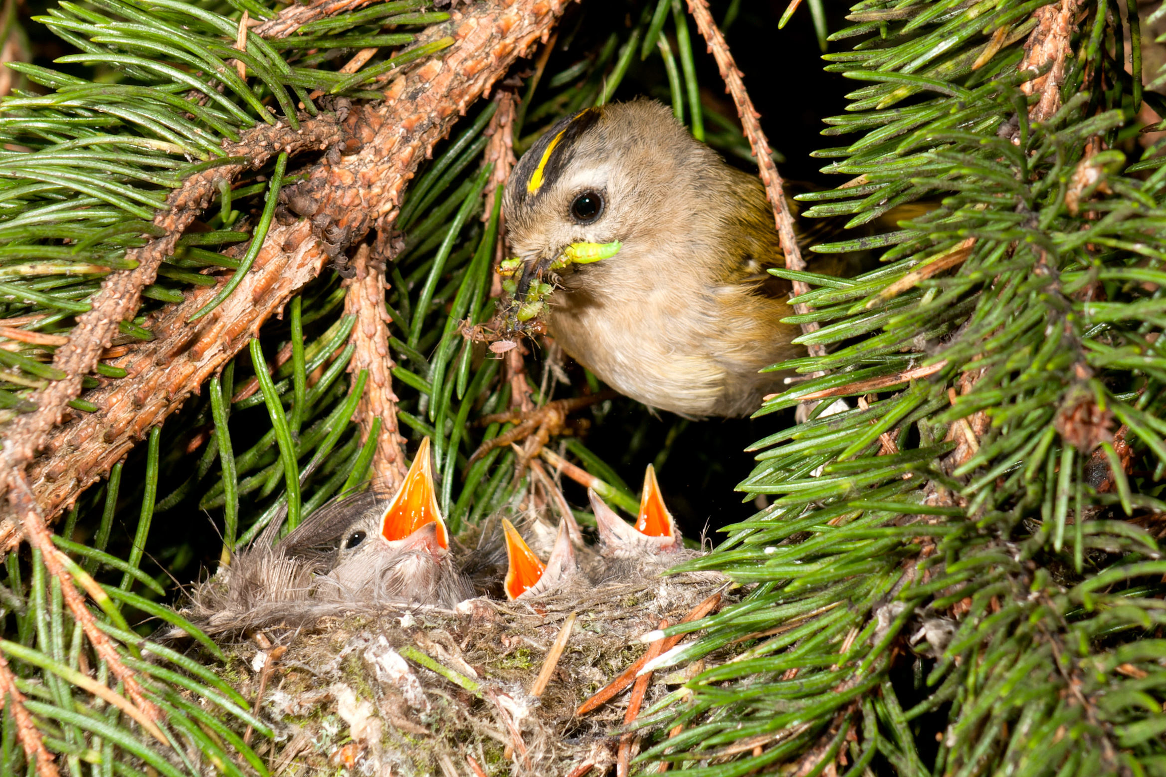 A Goldcrest feeds a nest full of its young