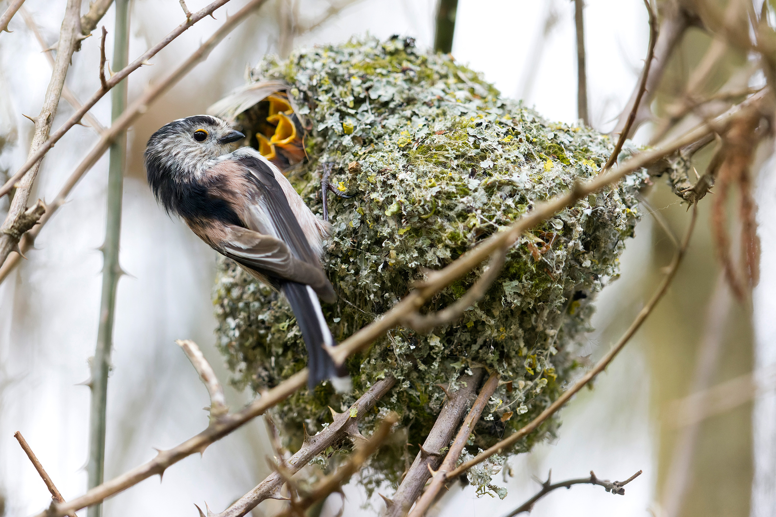 A Long-tailed Tit feeding young in its nest