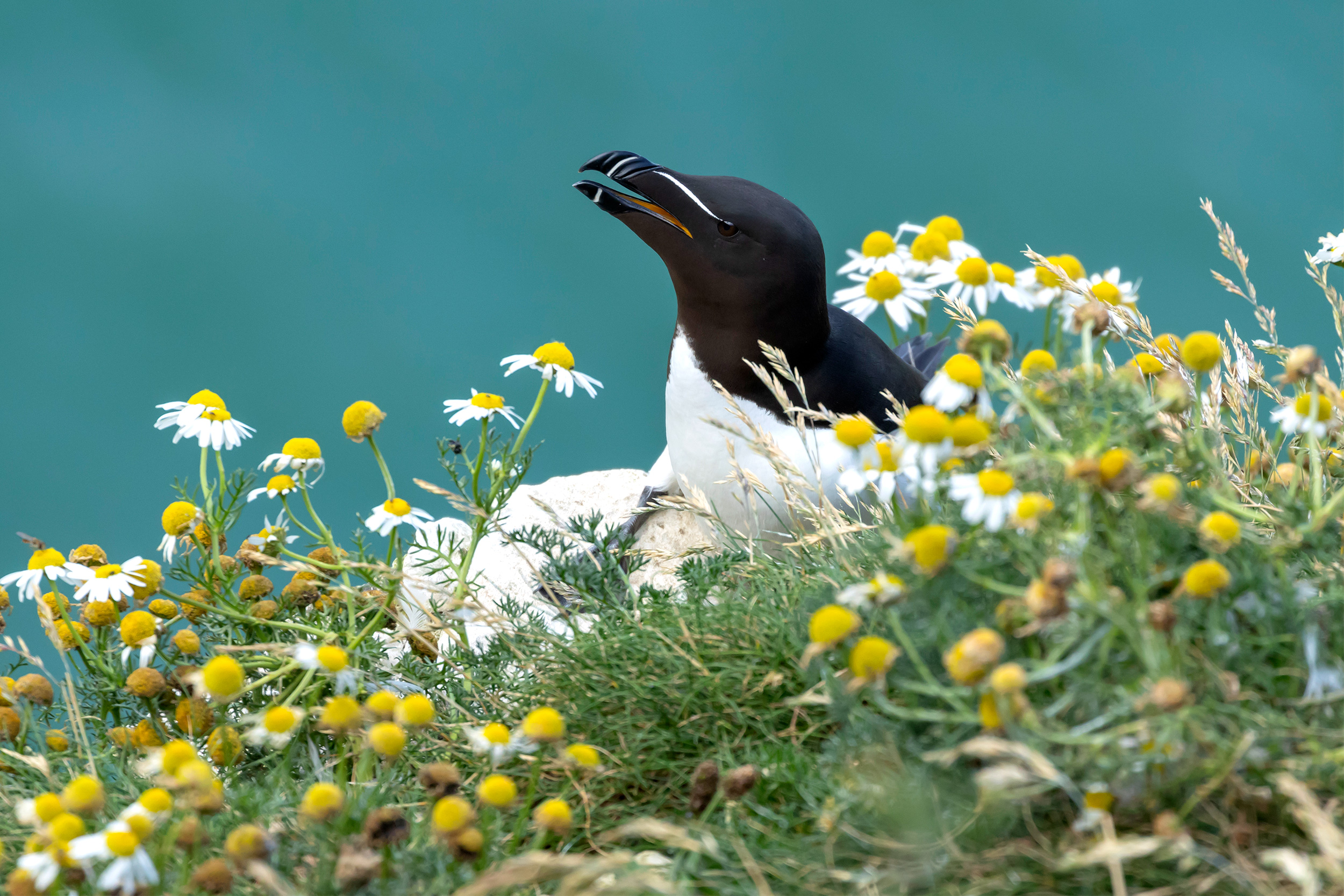 Razorbill at RSPB Bempton Cliffs