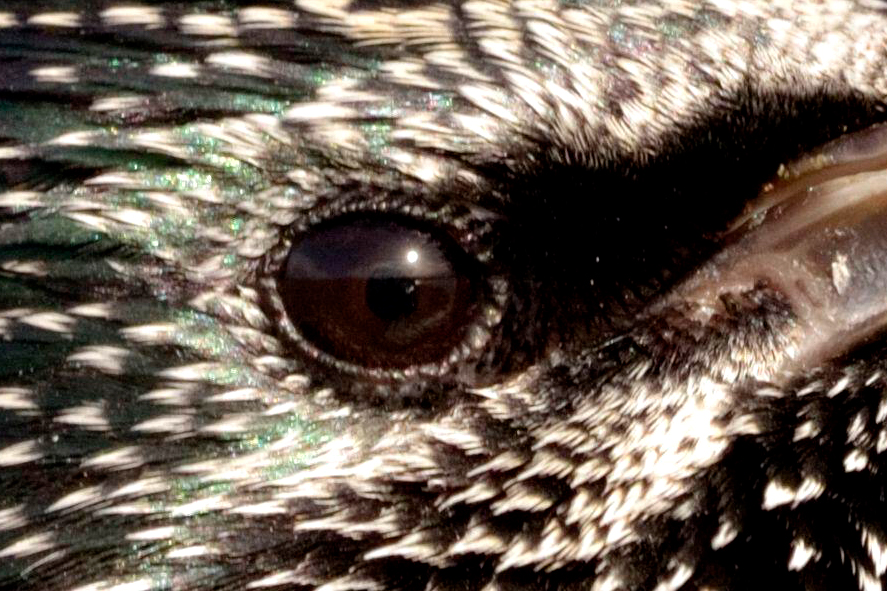 Close-up of a Starling’s eye