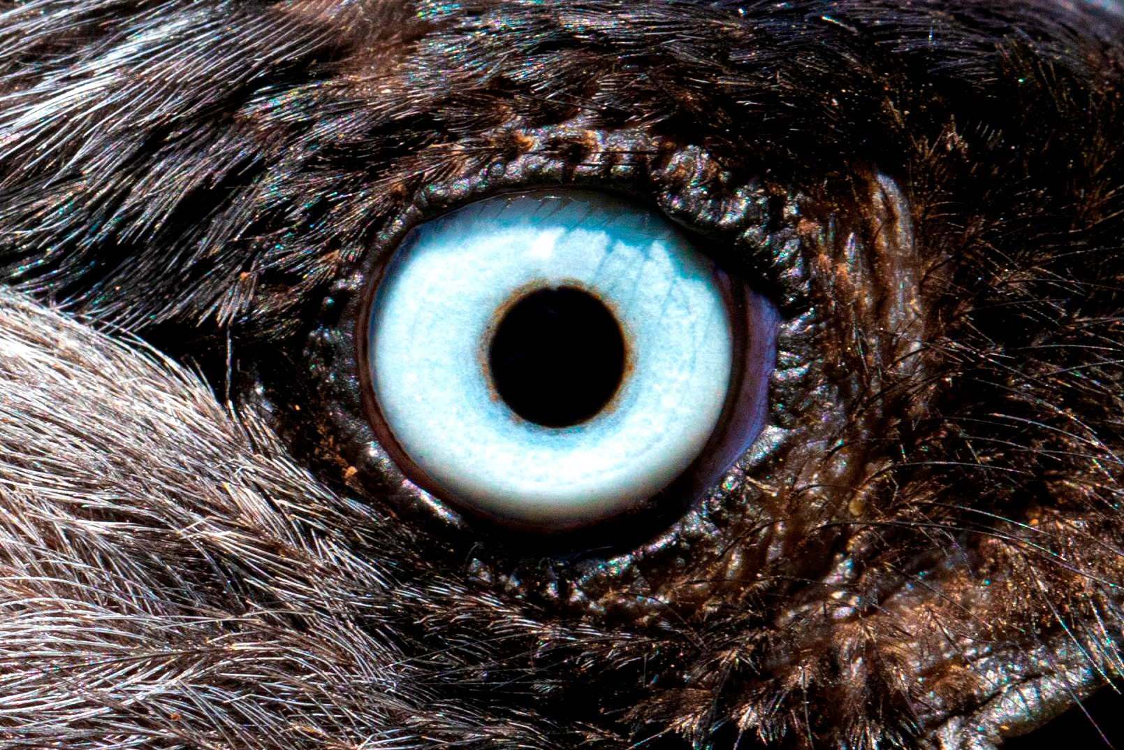 Close-up of a Jackdaw’s eye