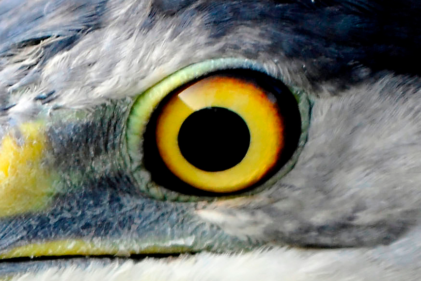 Close-up of a Grey Heron’s eye