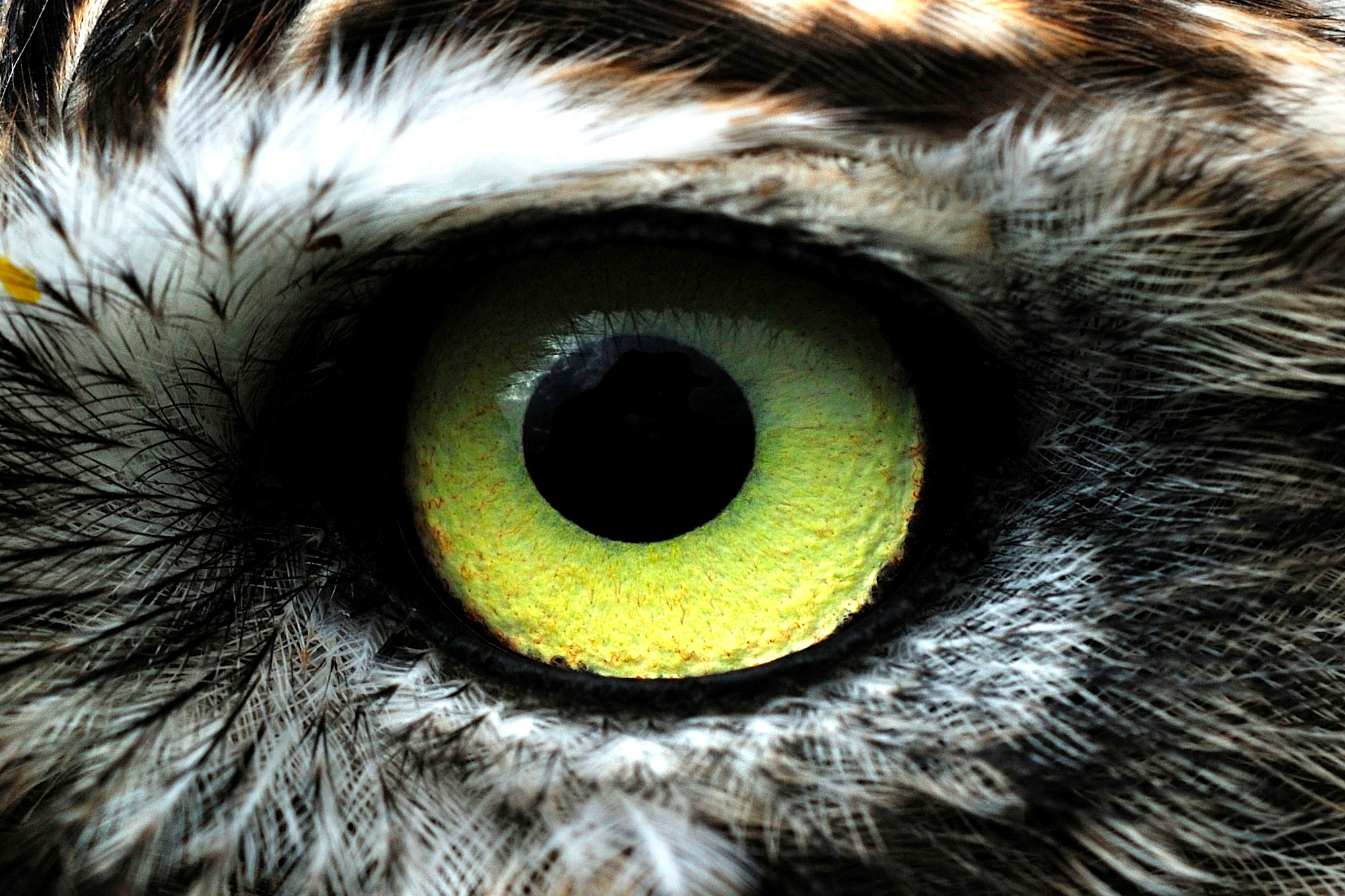 Close-up of a Little Owl’s eye