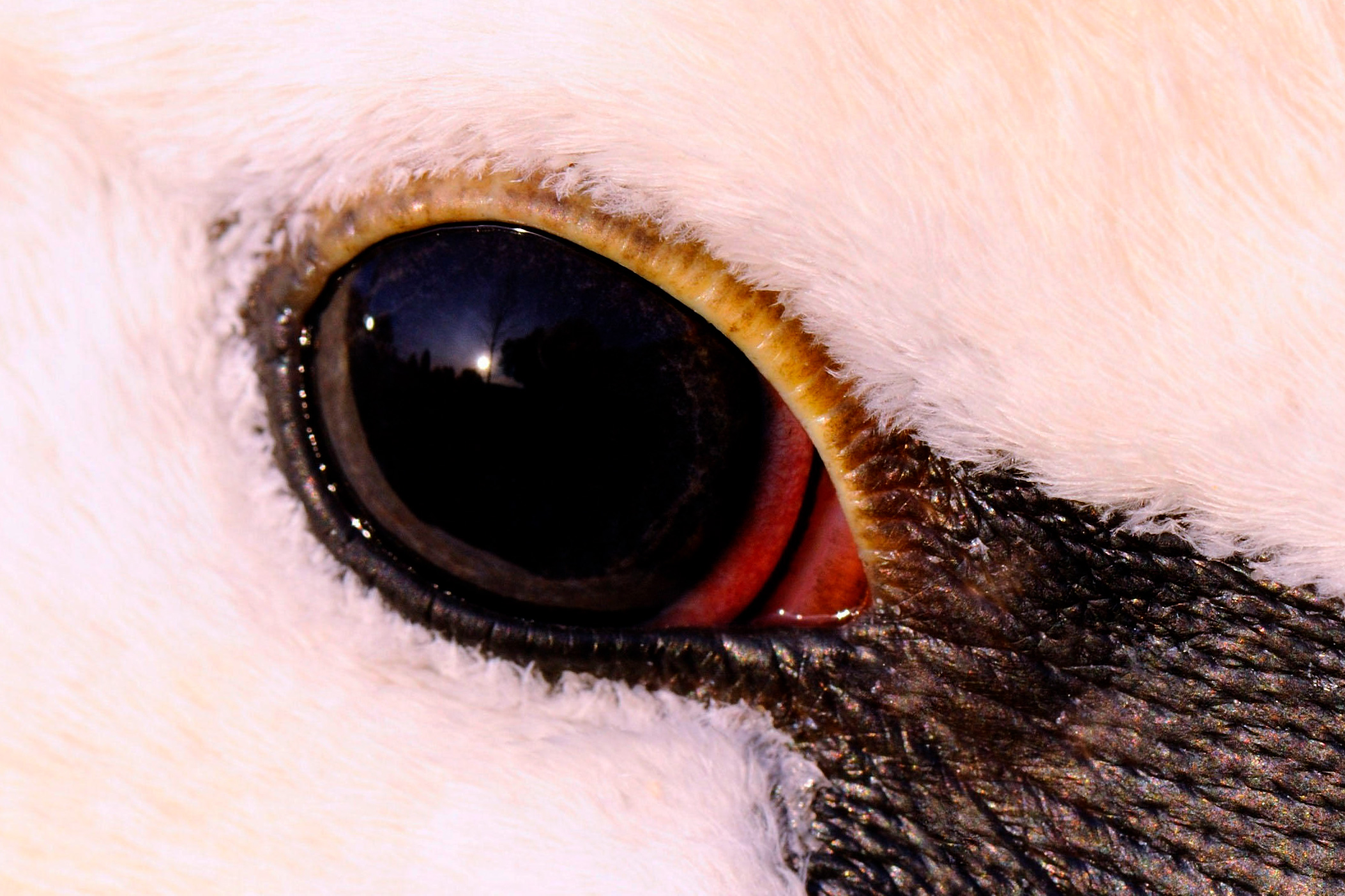 Close-up of a Mute Swan’s eye