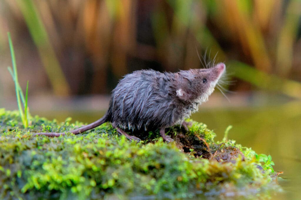 A Water Shrew on moss