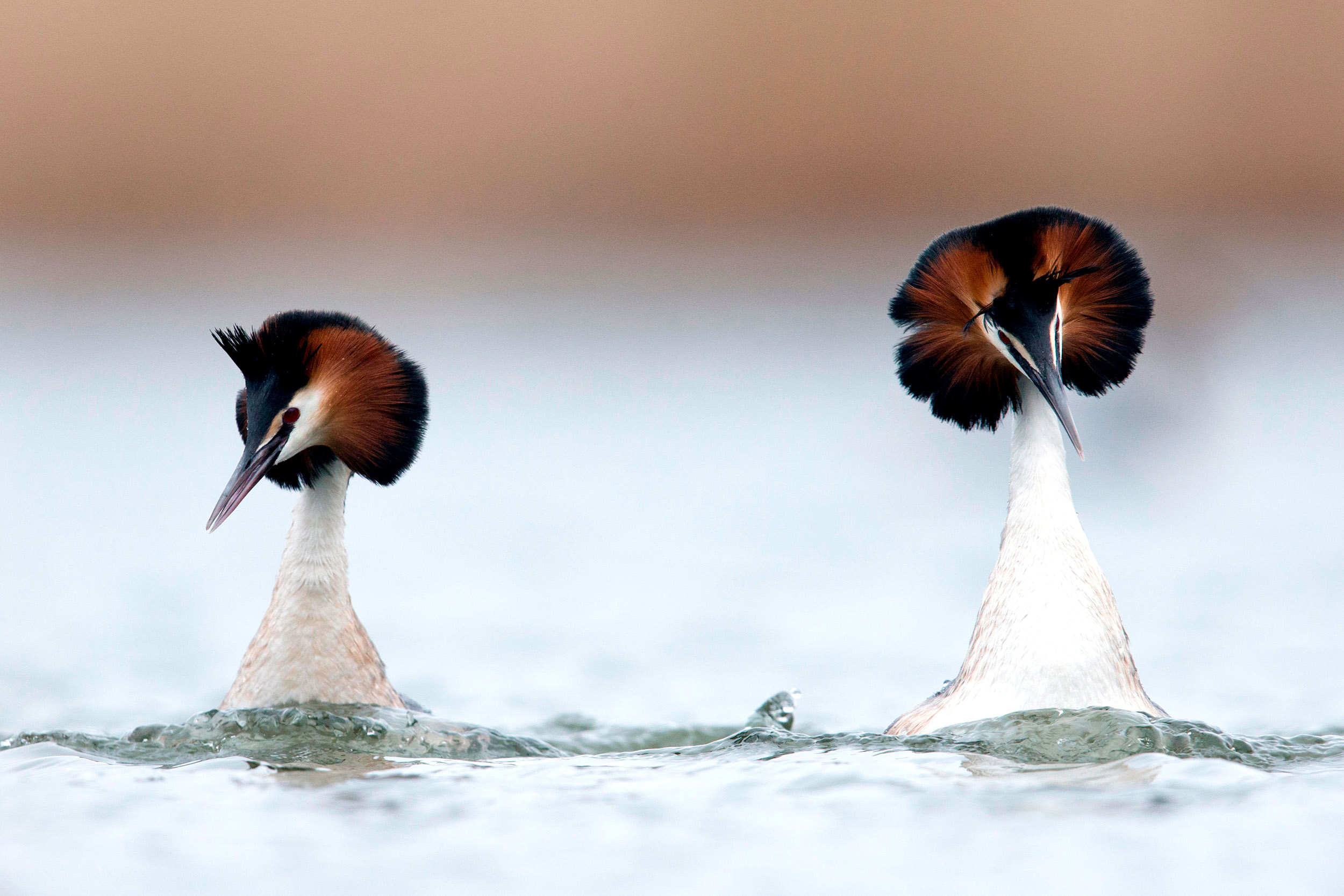 Two Great Crested Grebes on the water