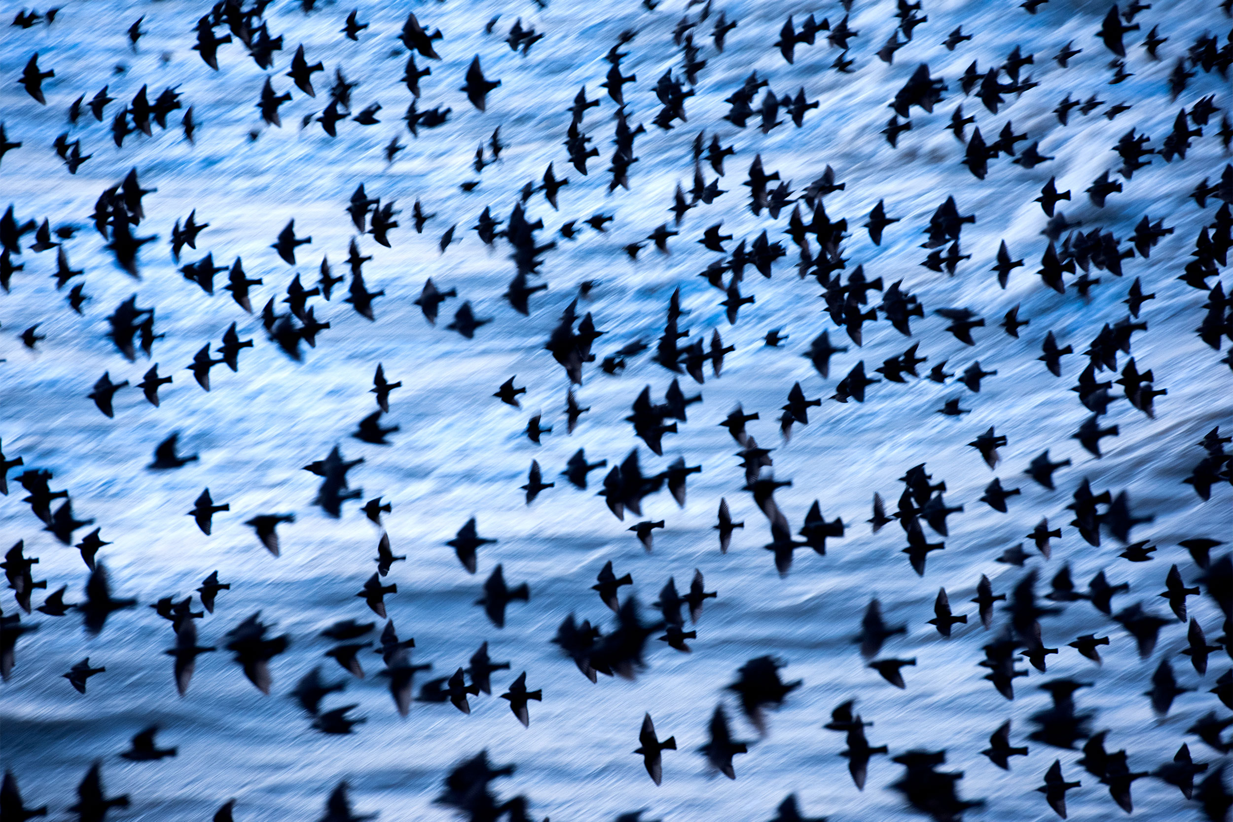 Starling murmuration