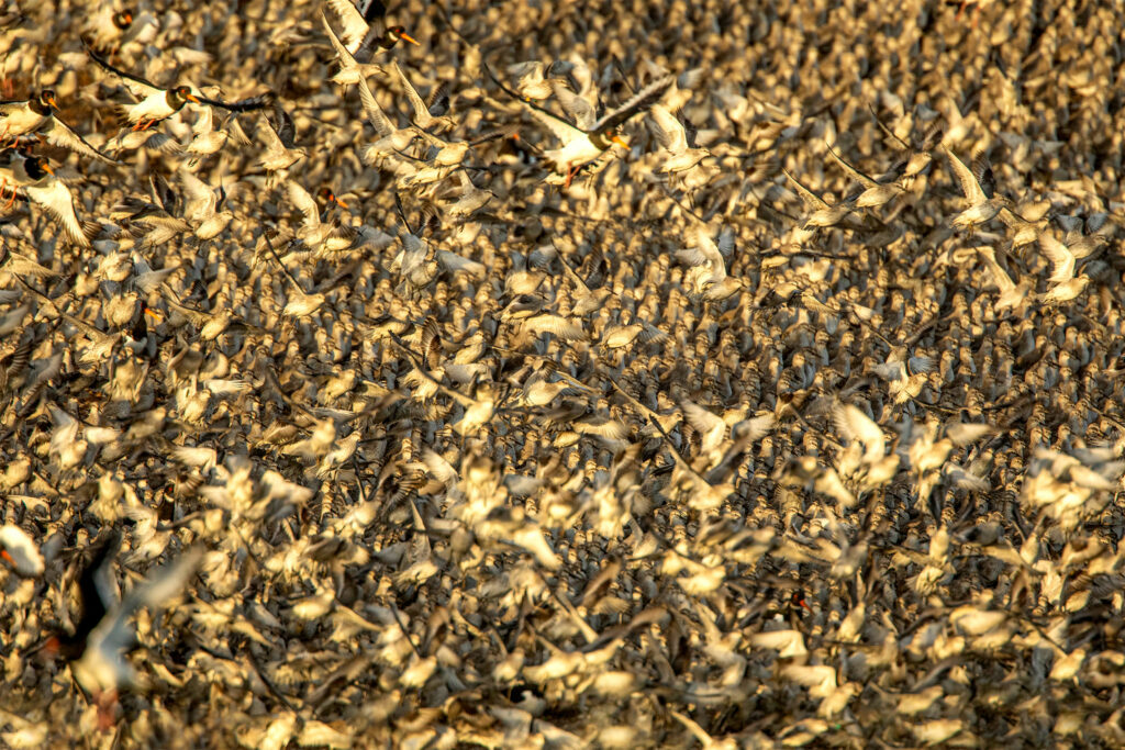 Flock of Knots and Oystercatchers