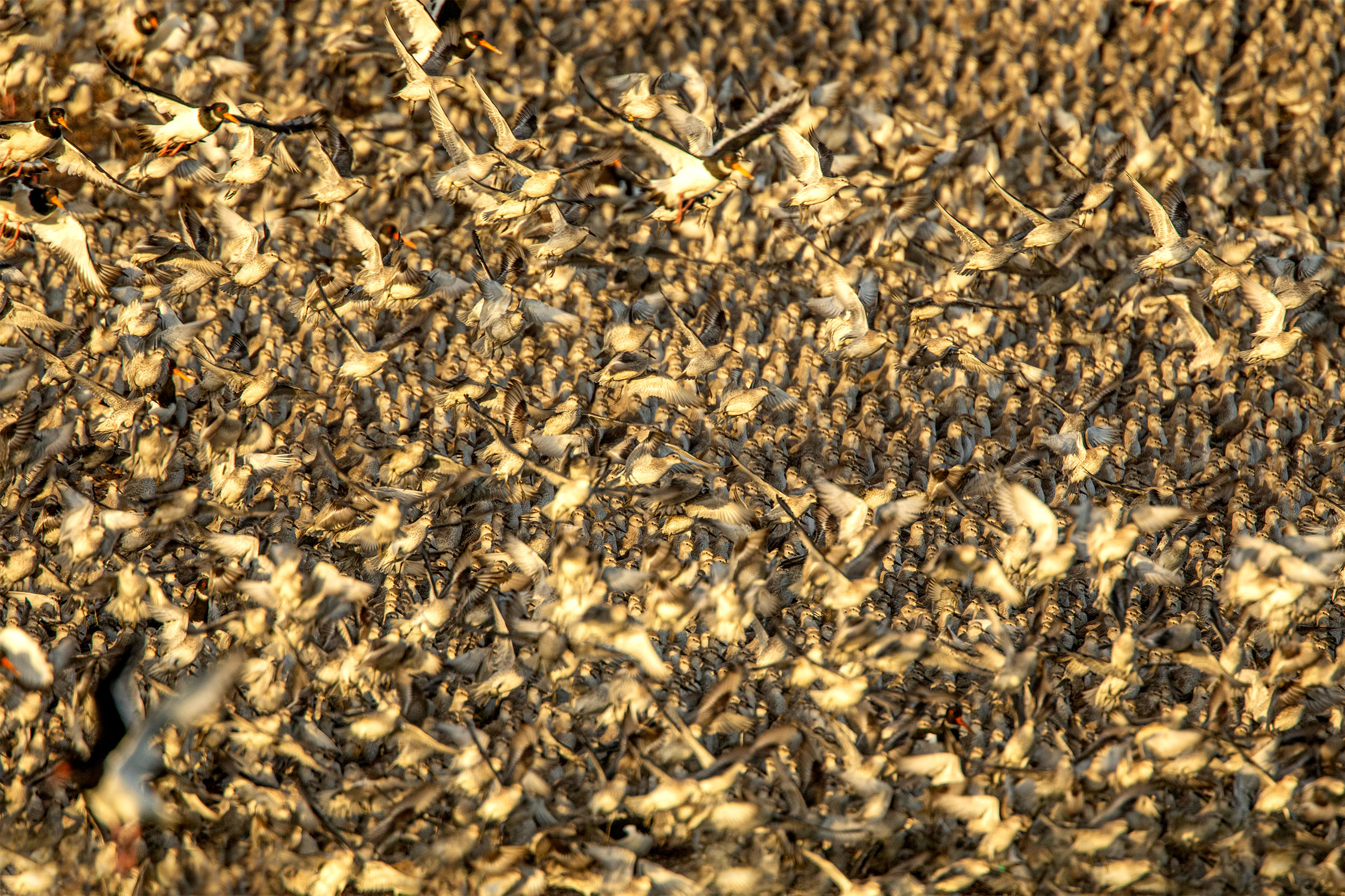 Flock of Knots and Oystercatchers