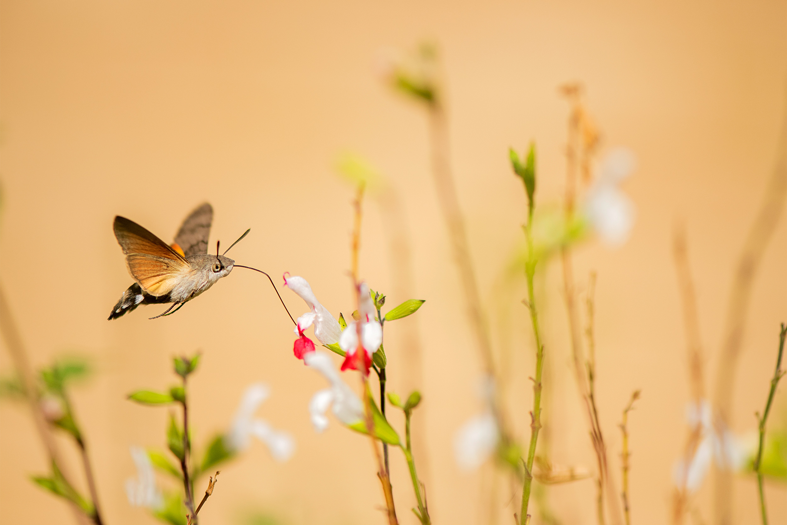 Hummingbird Hawk-moth in flight