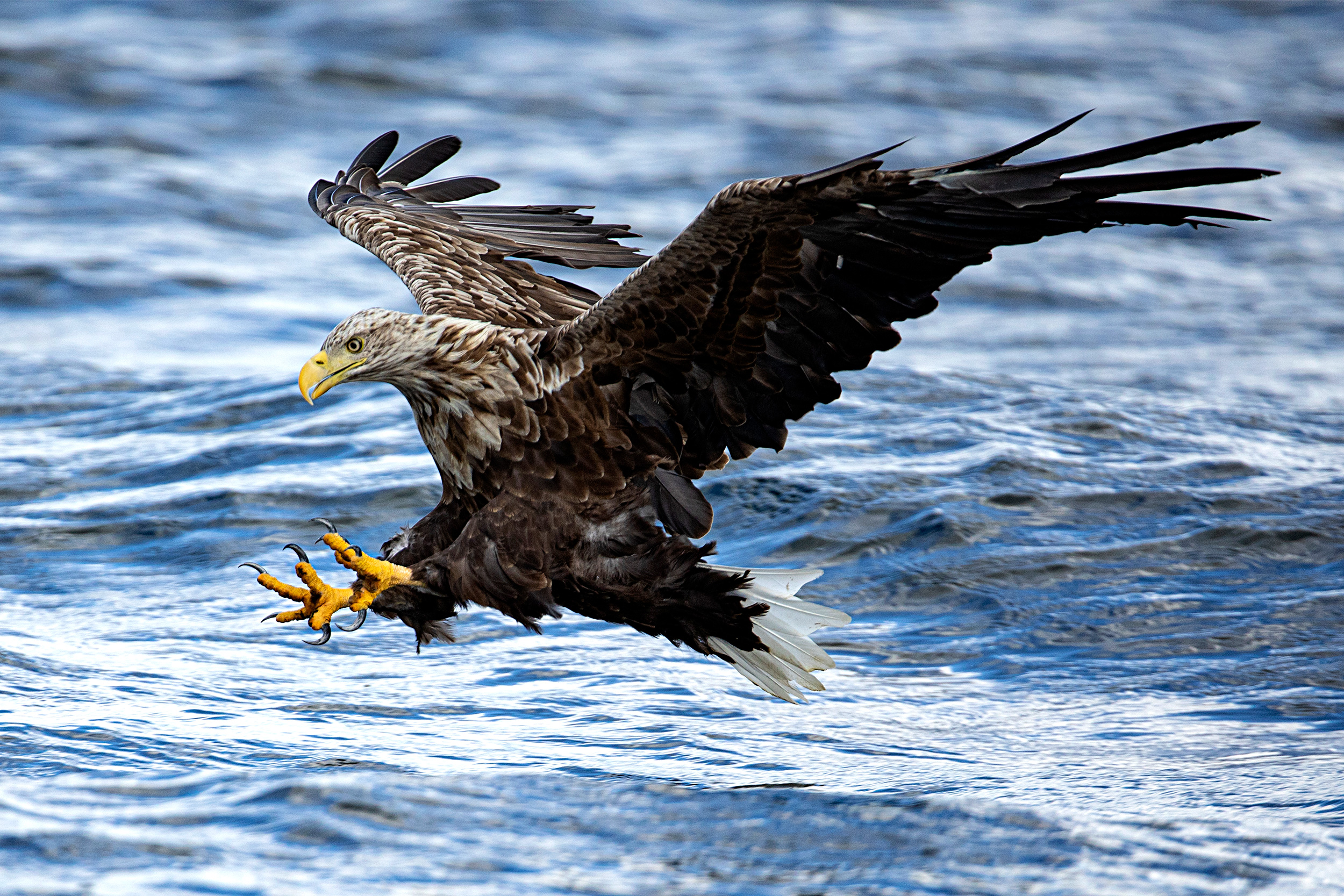 White-tailed Eagle coming into land on water