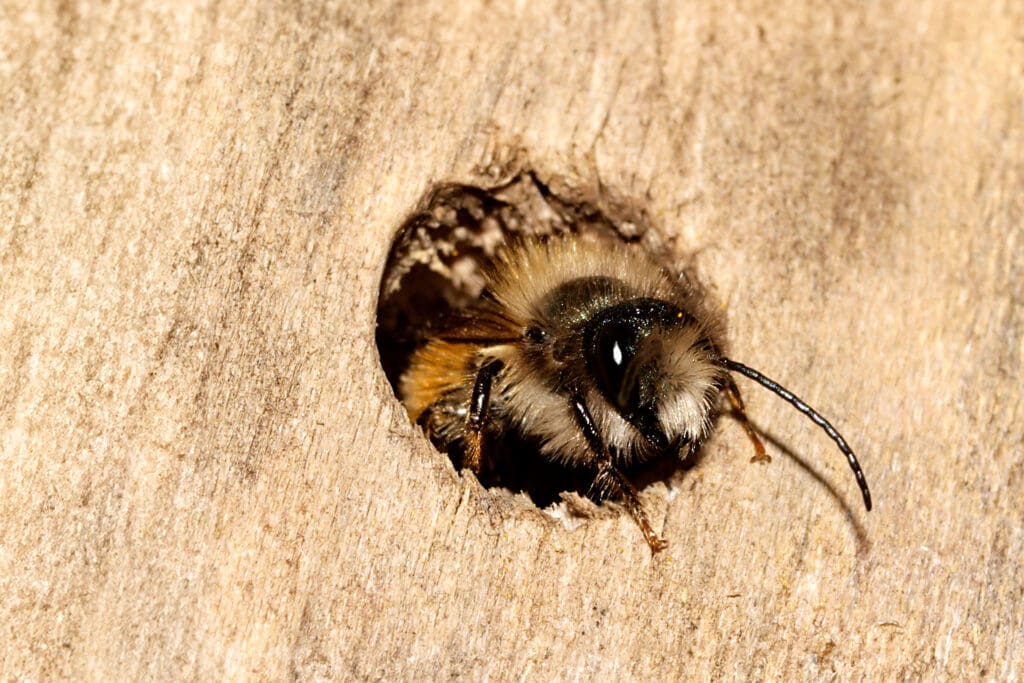 A Red Mason Bee emerging from its nest