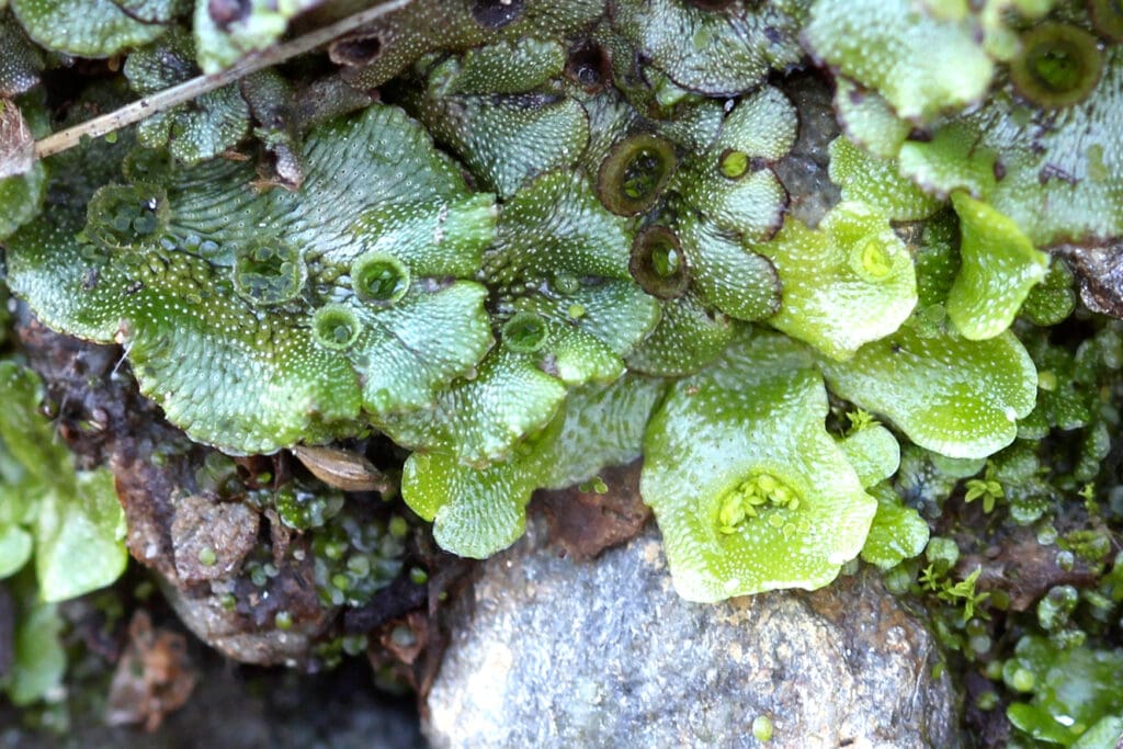 Thallose liverwort