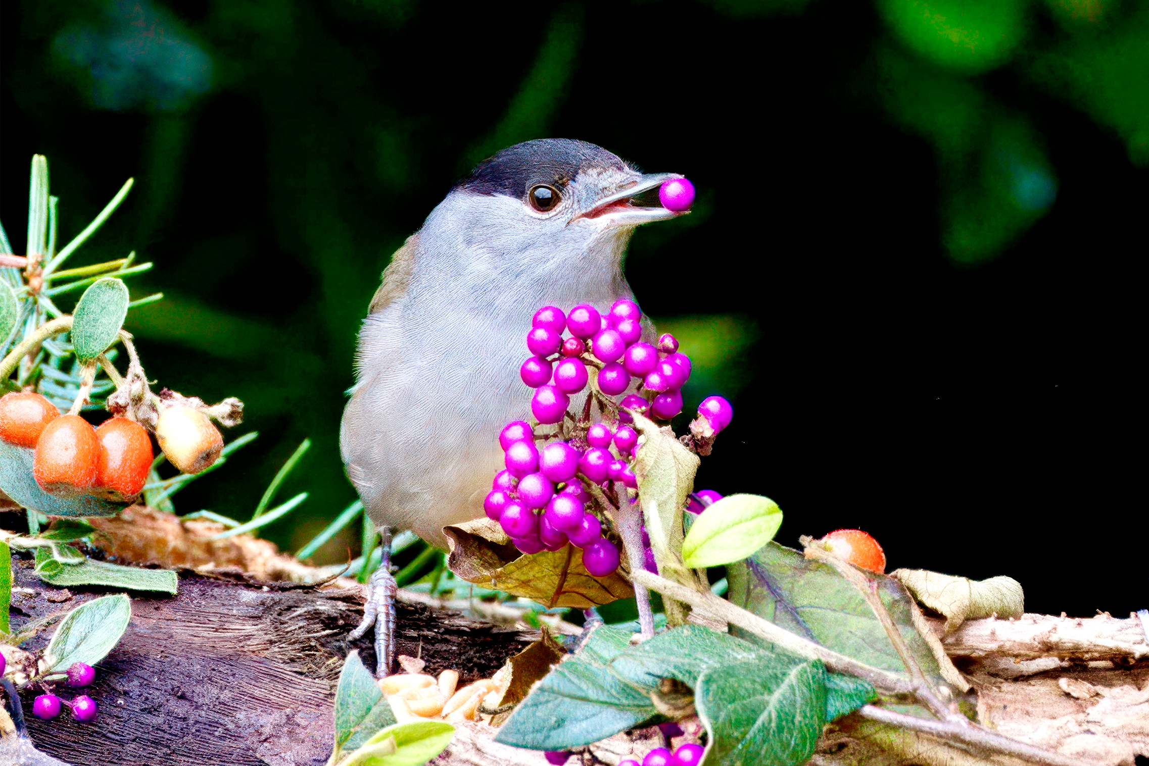 Blackcap with a purple berry in its mouth