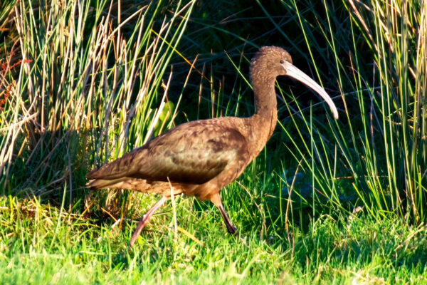 Glossy Ibis