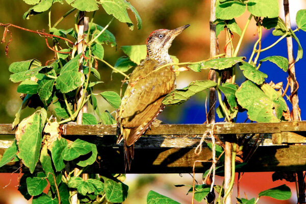 Green Woodpecker