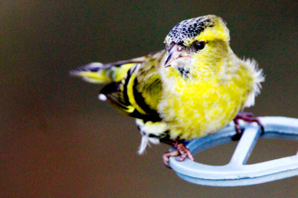 Siskin