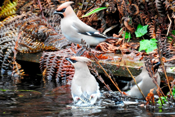 Waxwings