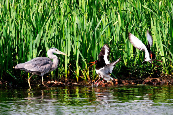 Grey Heron and Oystercatchers