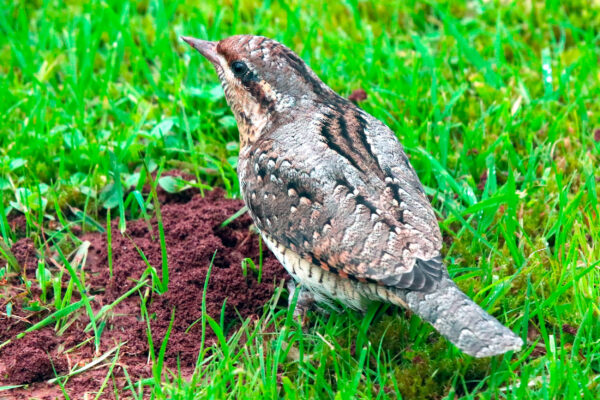 Wryneck