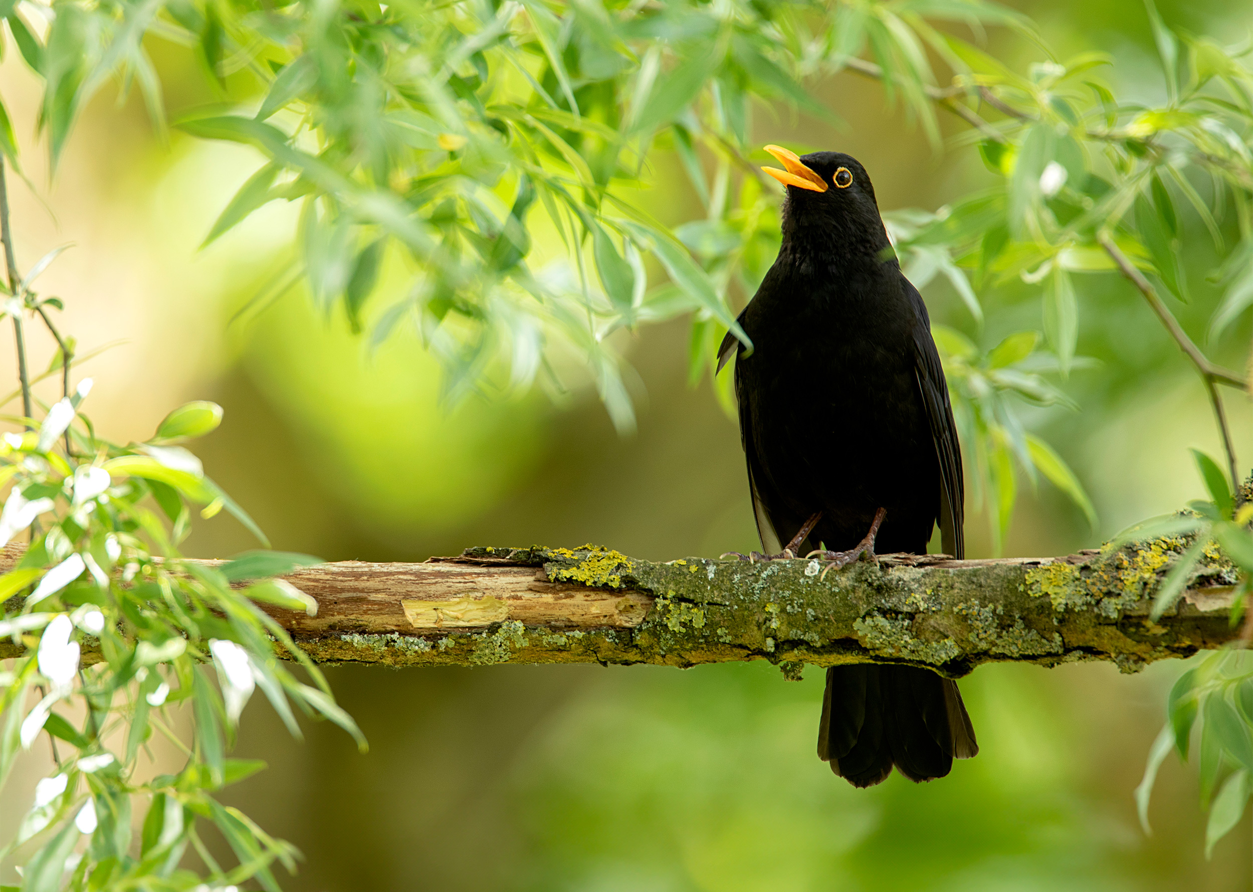 Blackbird sings on a branch