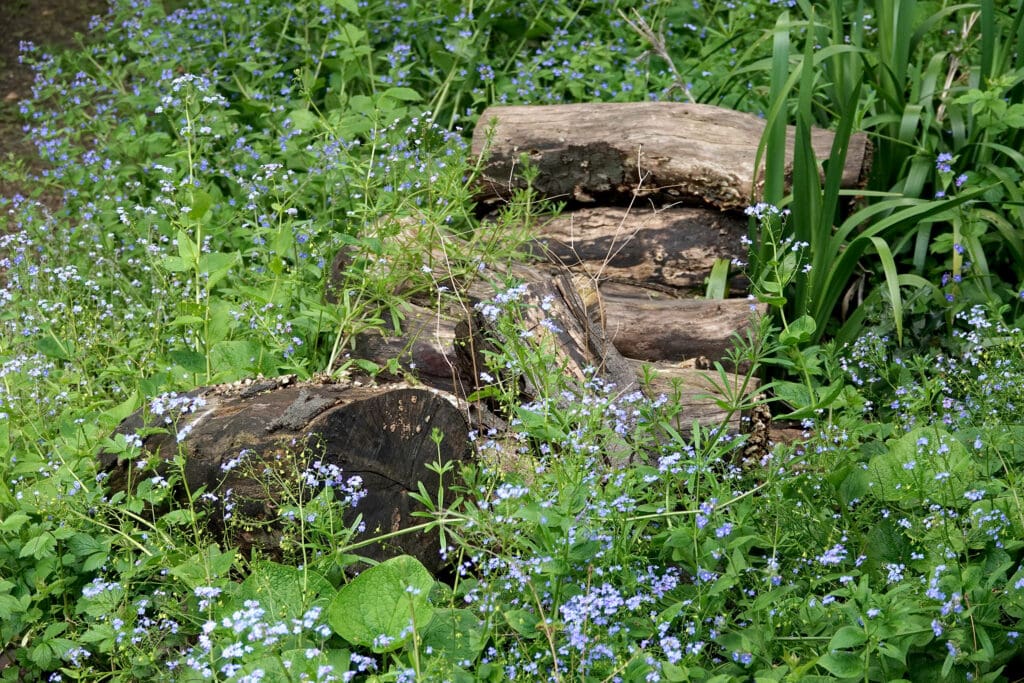 Logs resulting from any tree work are stacked and left as a hiding place for the garden’s population of toads