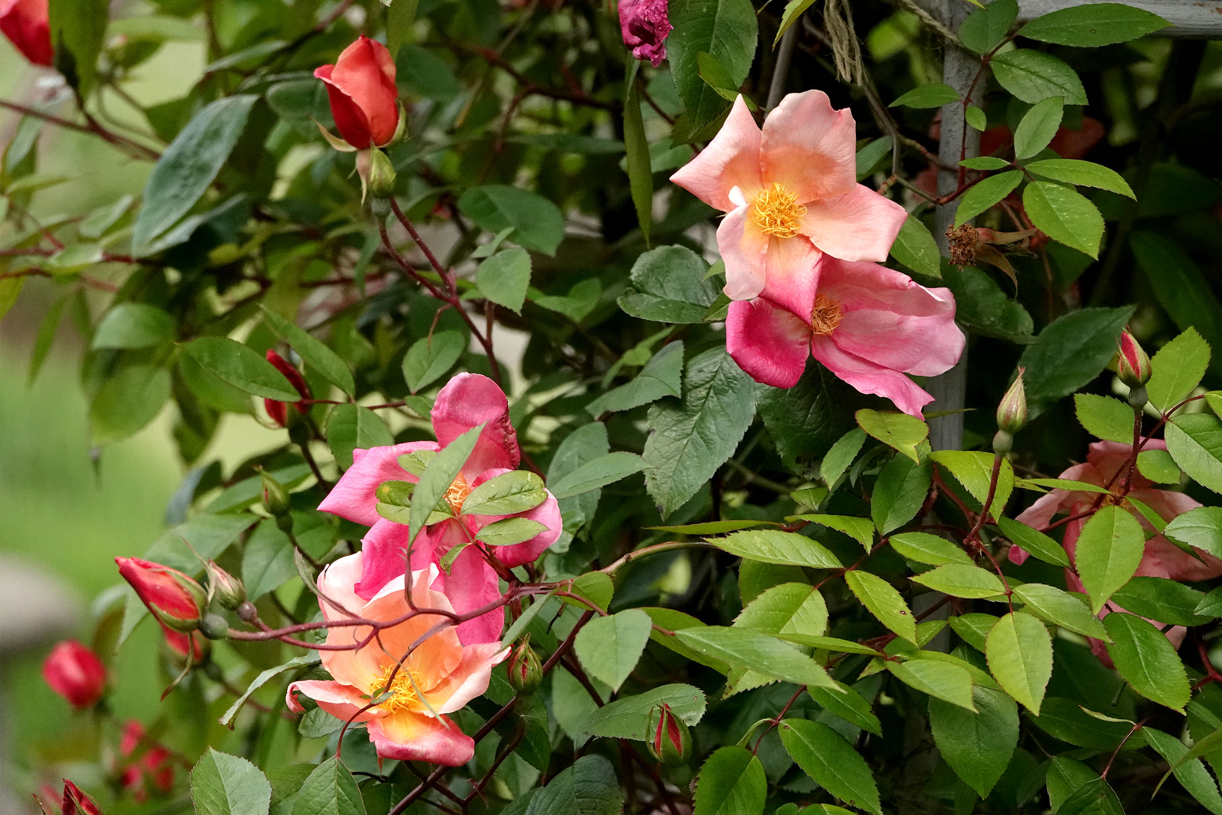 Single-flowered roses