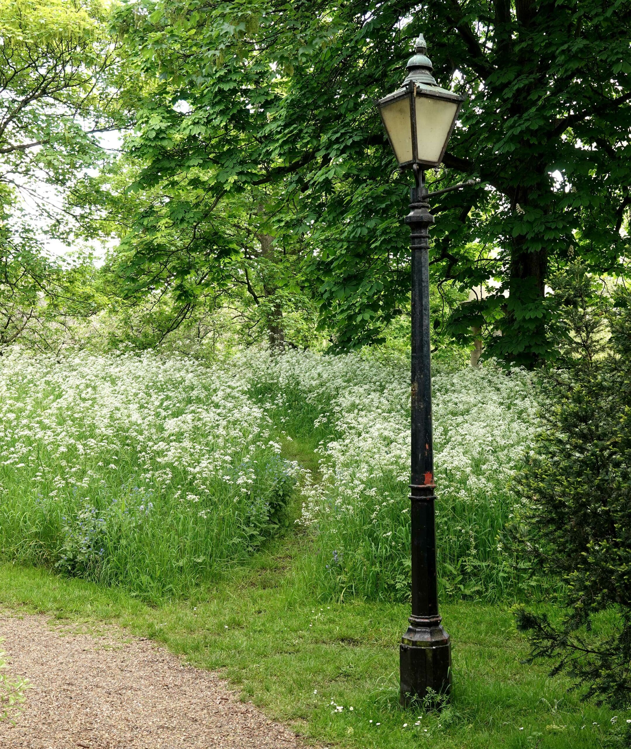 Cow Parsley growing beside a path