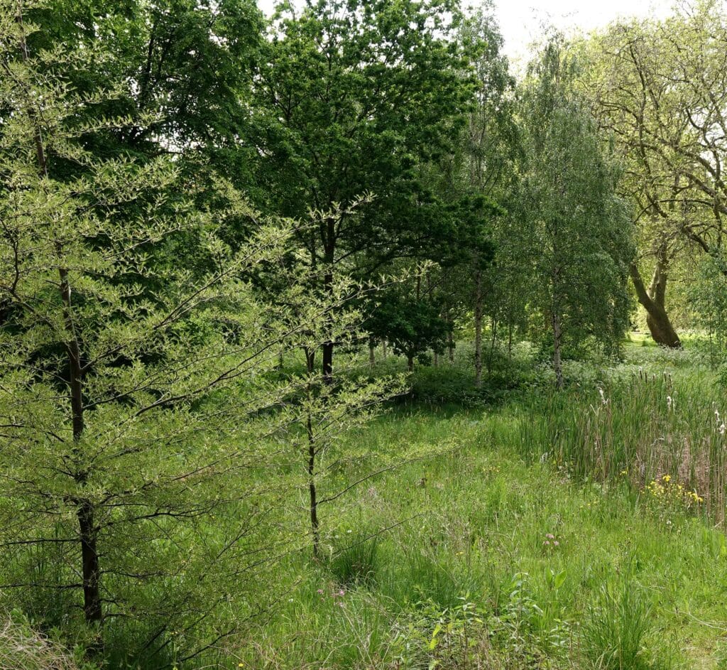 Green trees in a grassy area