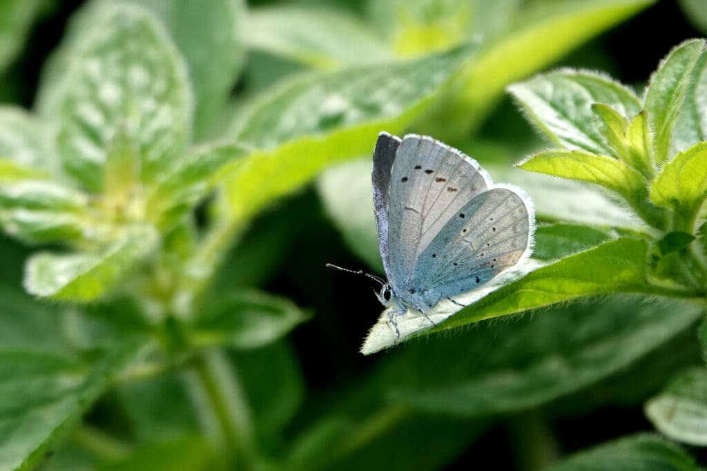 Holly Blue butterfly