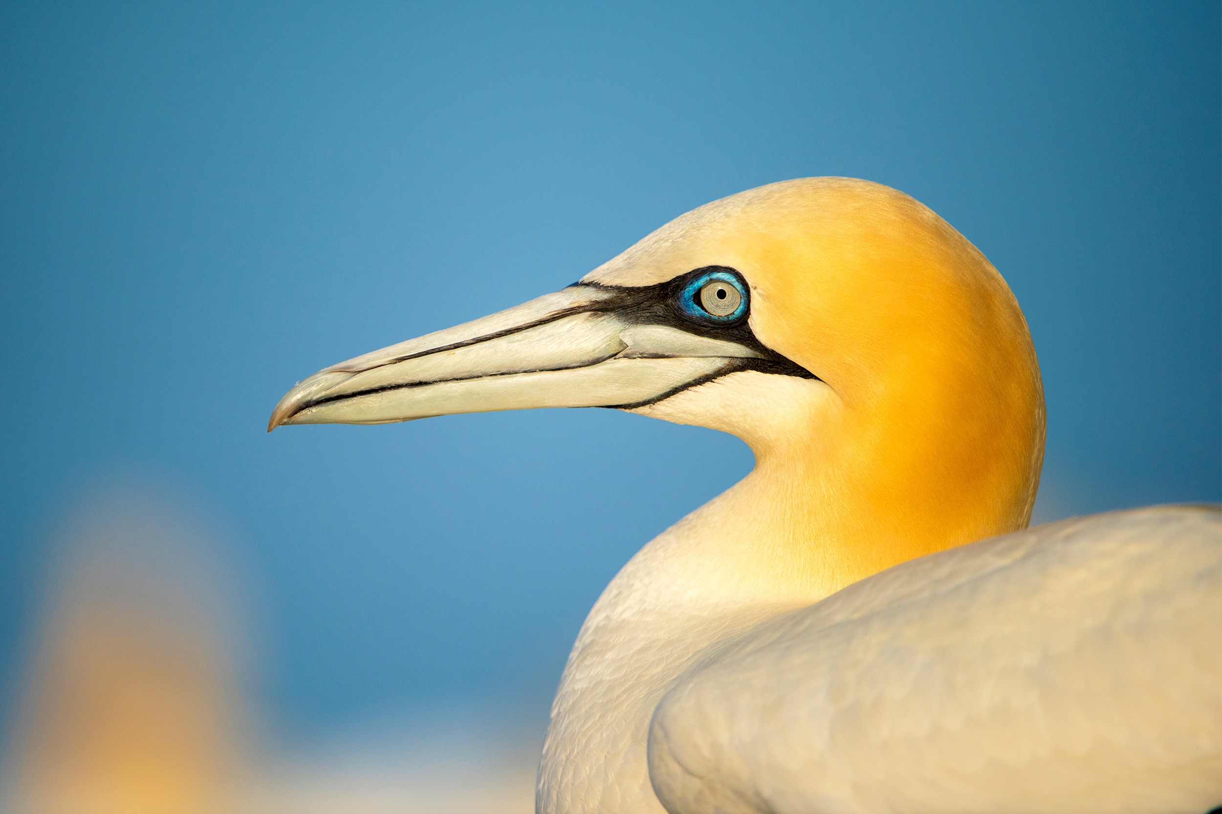 Gannet