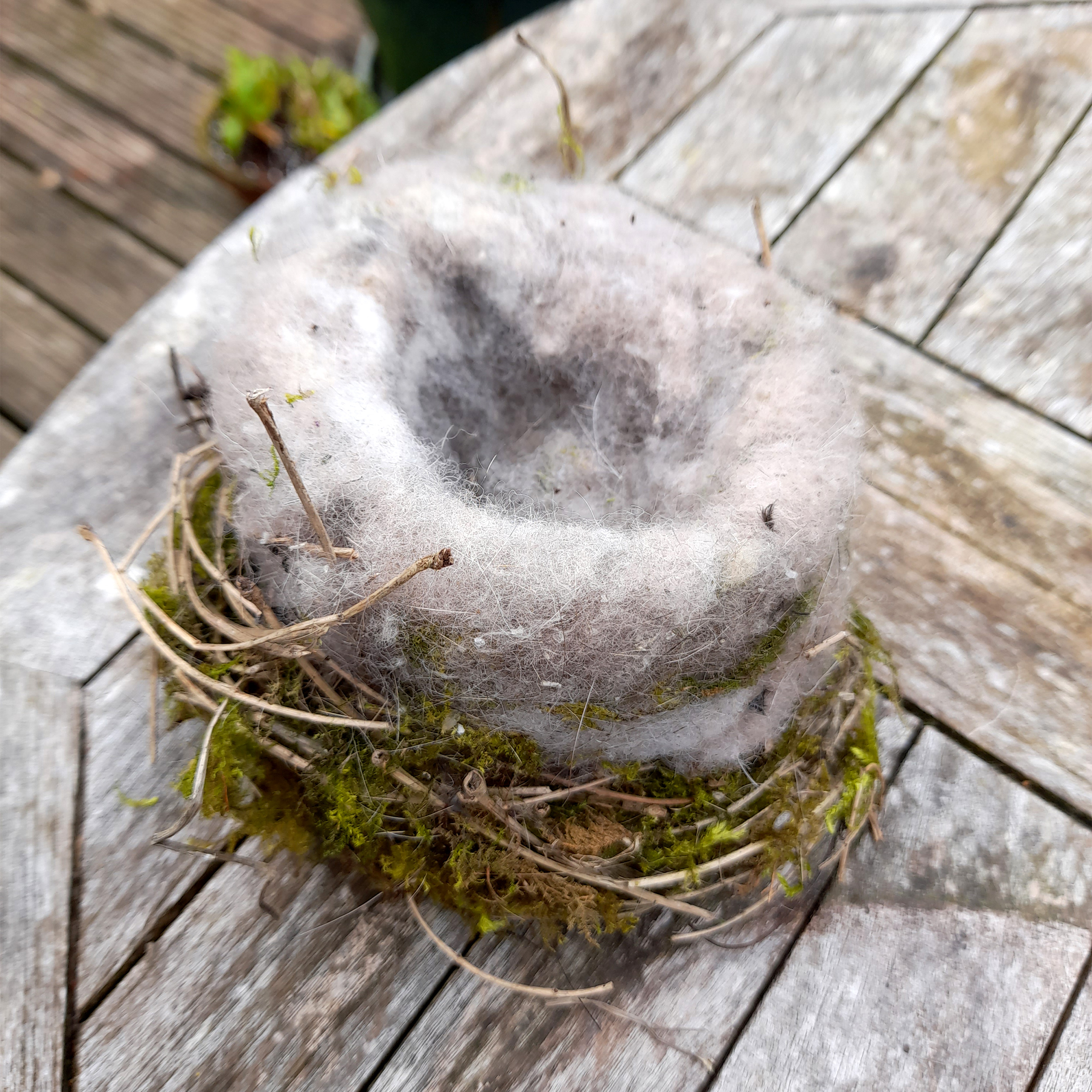 Great Tit nest