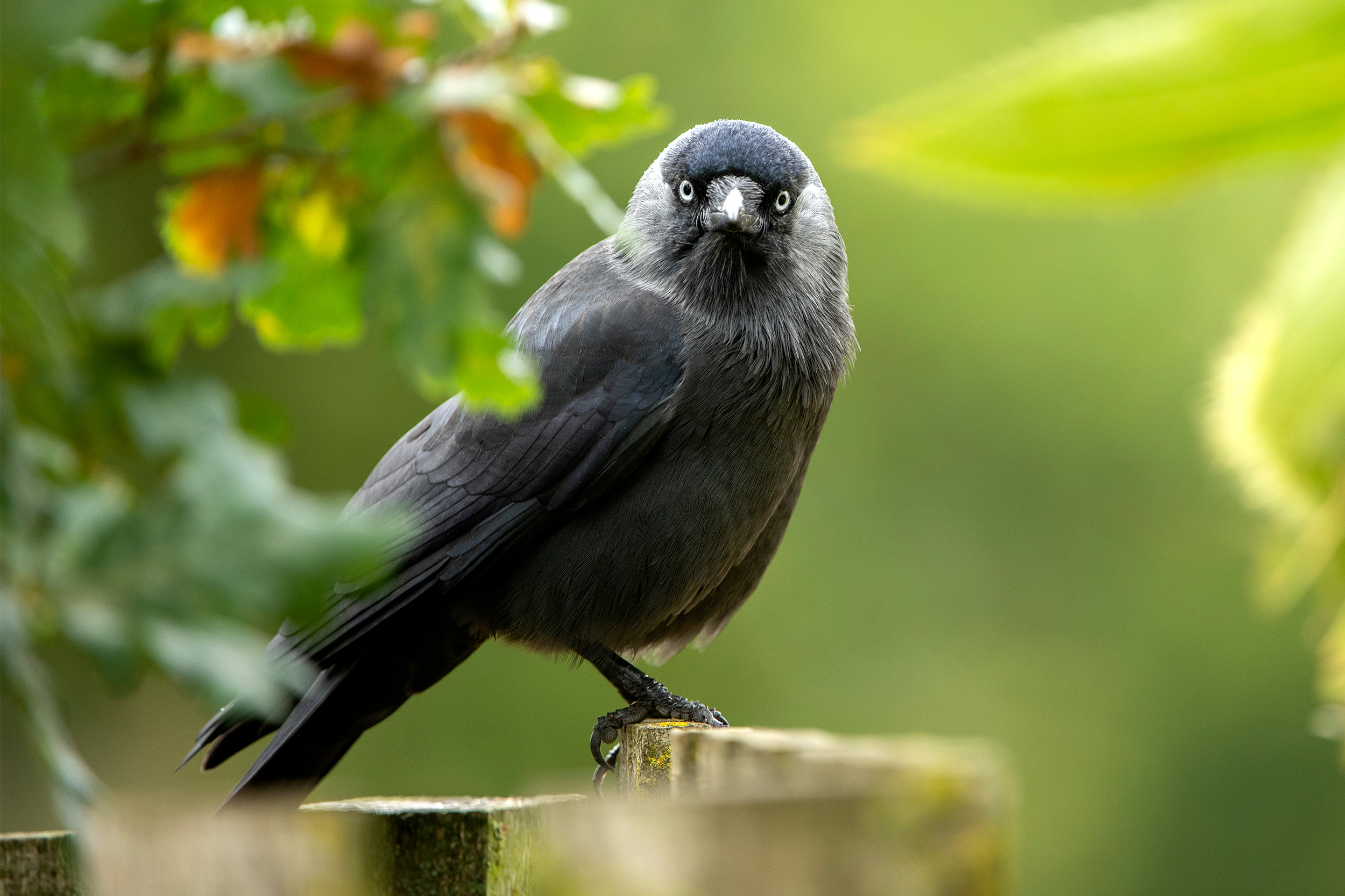 Jackdaw