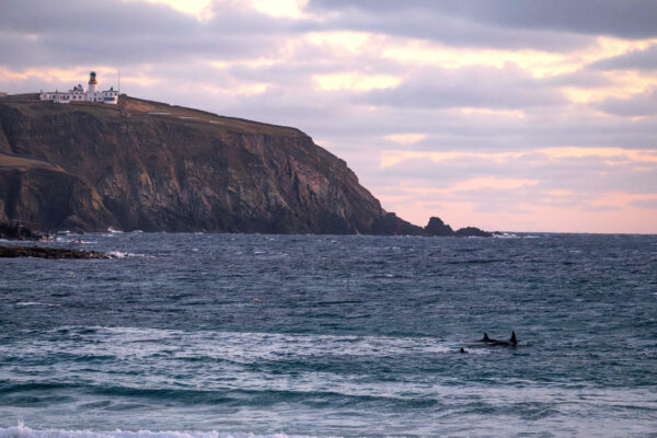 Distant group of Orcas swimming past a cliff.