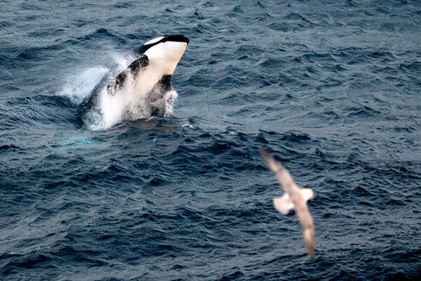 An Orca leaping out of the water - seabird in foreground.