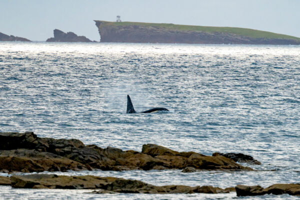 An Orca swimming in front of an island.