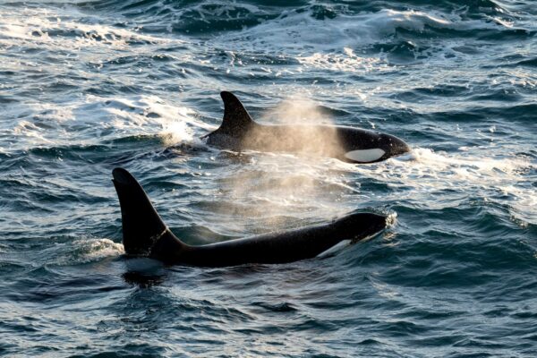 Two Orcas swimming in the ocean