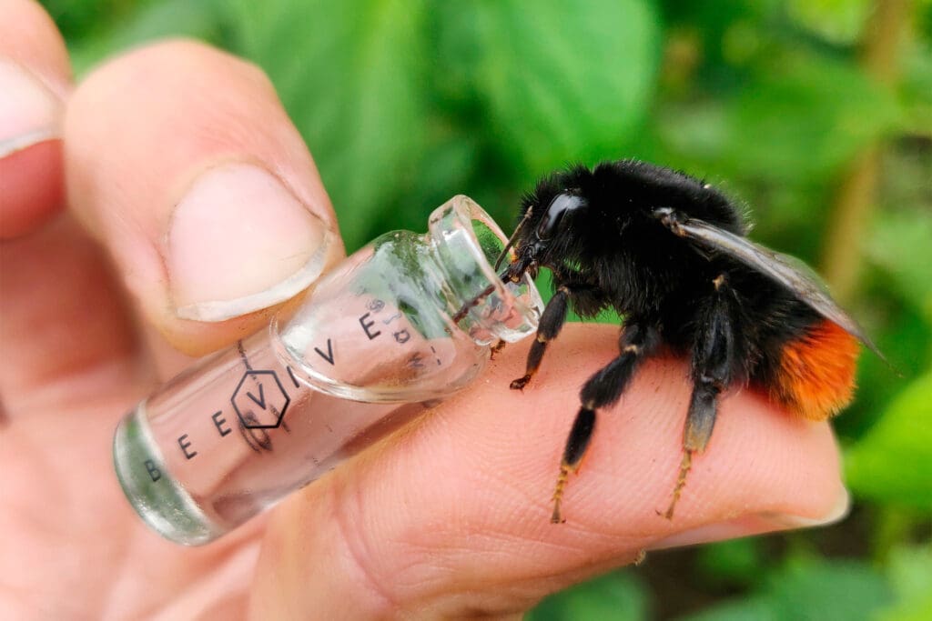 A Bumblebee sitting on a person's thumb, drinking from a glass tube.