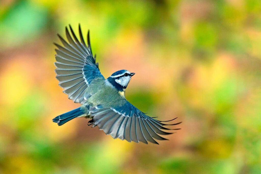 Blue Tit in flight