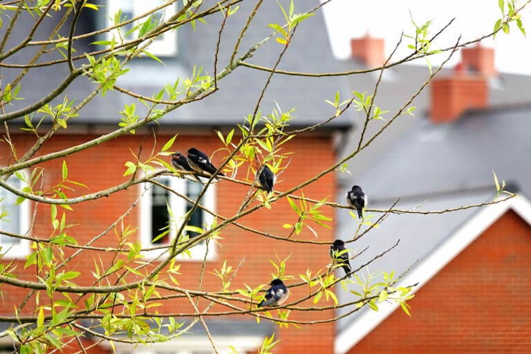 Barn Swallows