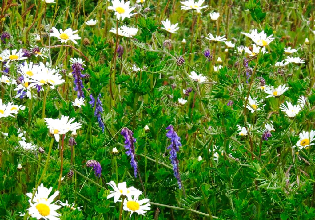 Tufted Vetch and Oxeye Daisies at RSPB Blacktoft Sands