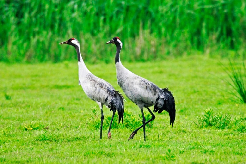 Cranes at RSPB Lakenheath Fen