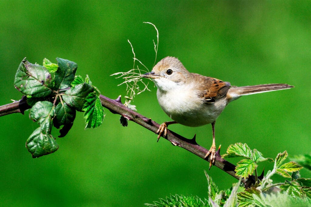 Common Whitethroat