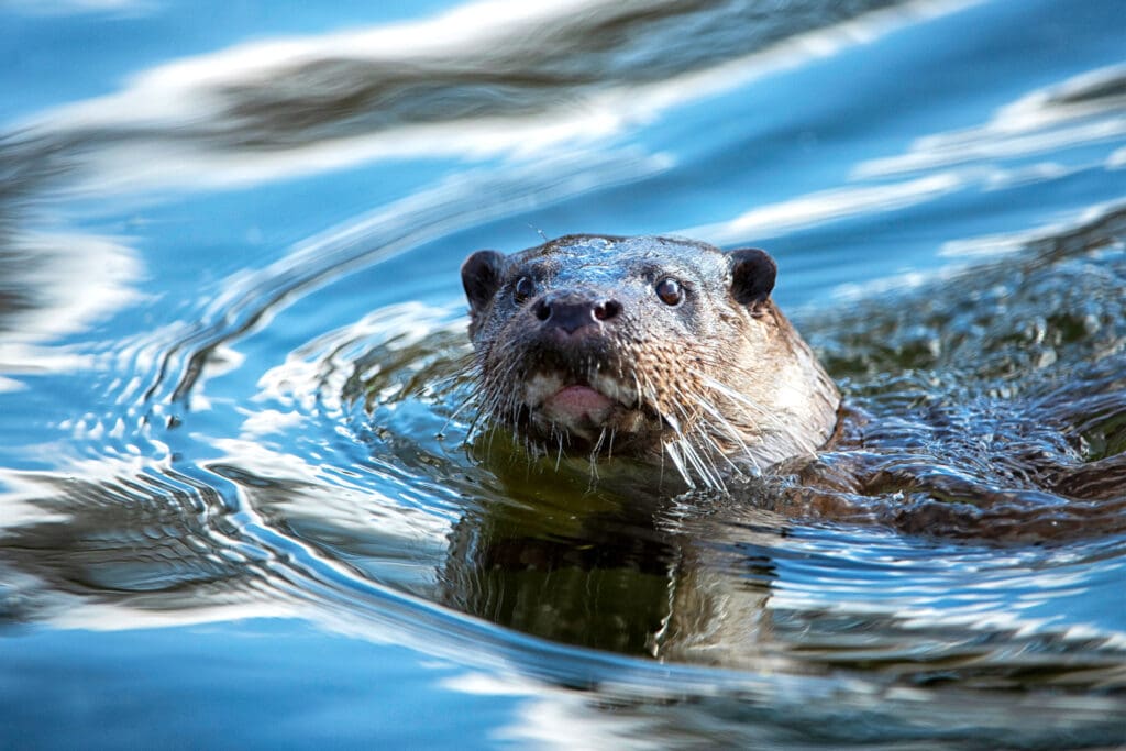 Otter at Ouse Fen Wetlands