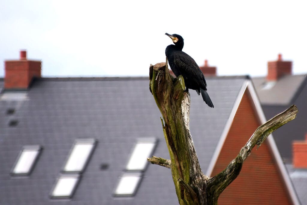 Cormorant at Kingsbrook