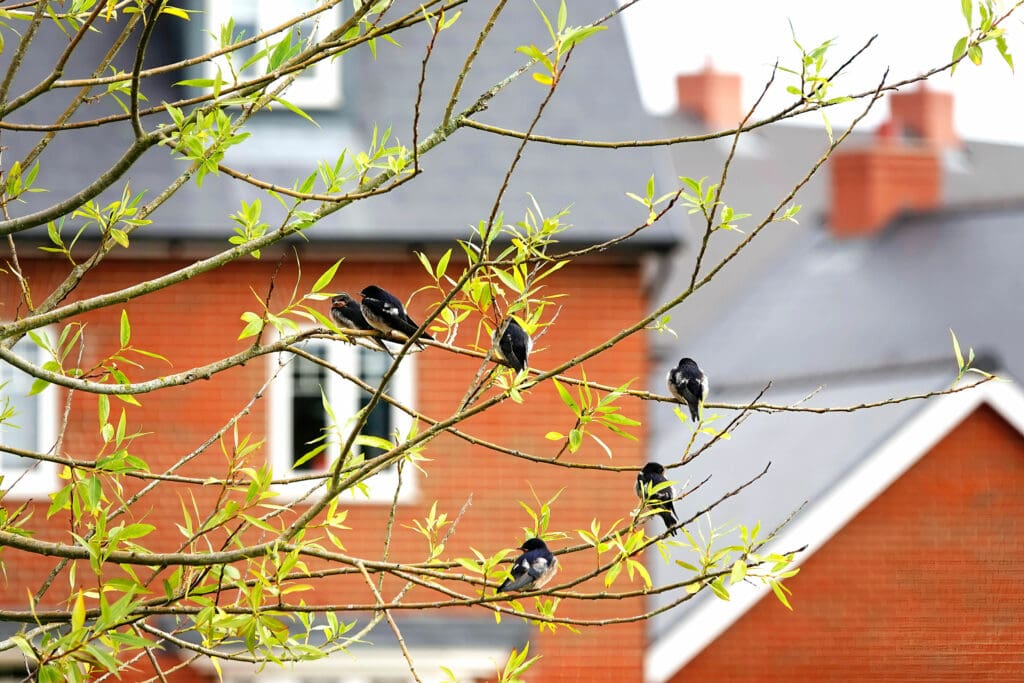 Barn Swallows in a tree at Kingsbrook