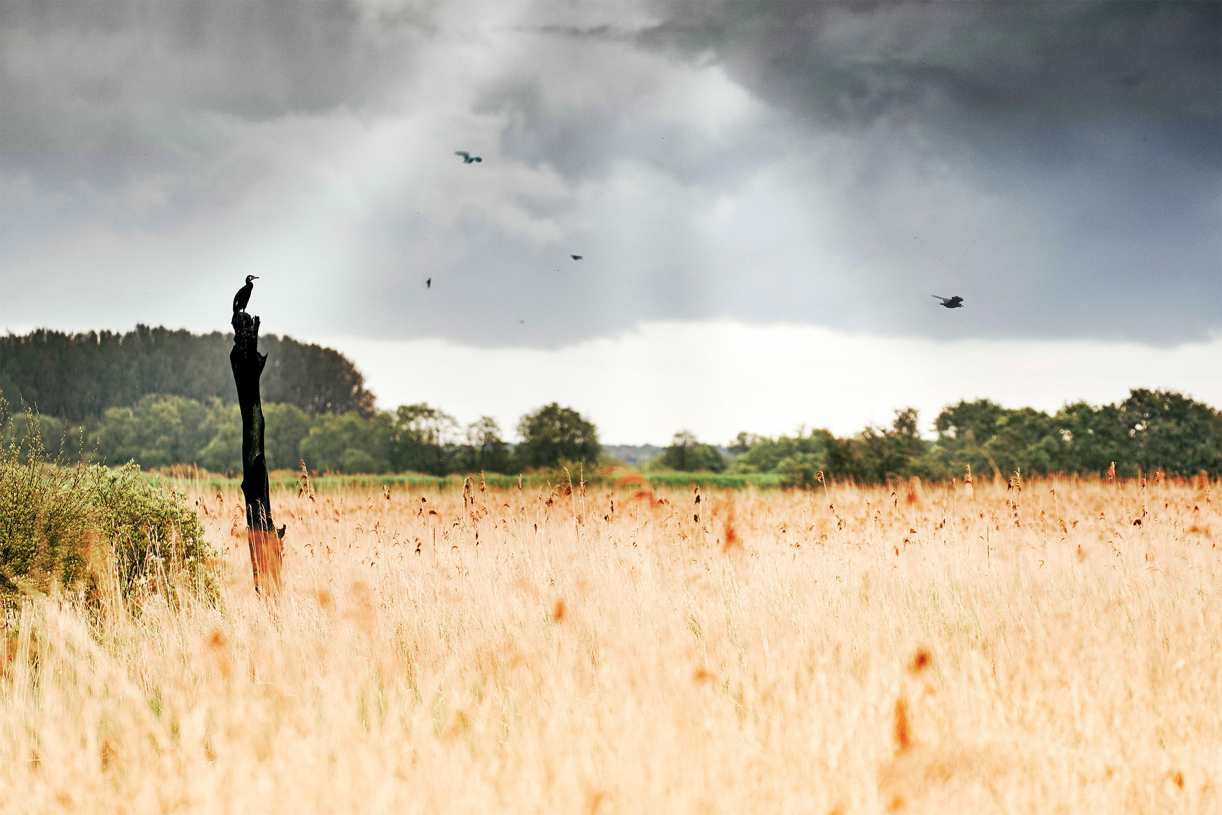 Lakenheath Fen