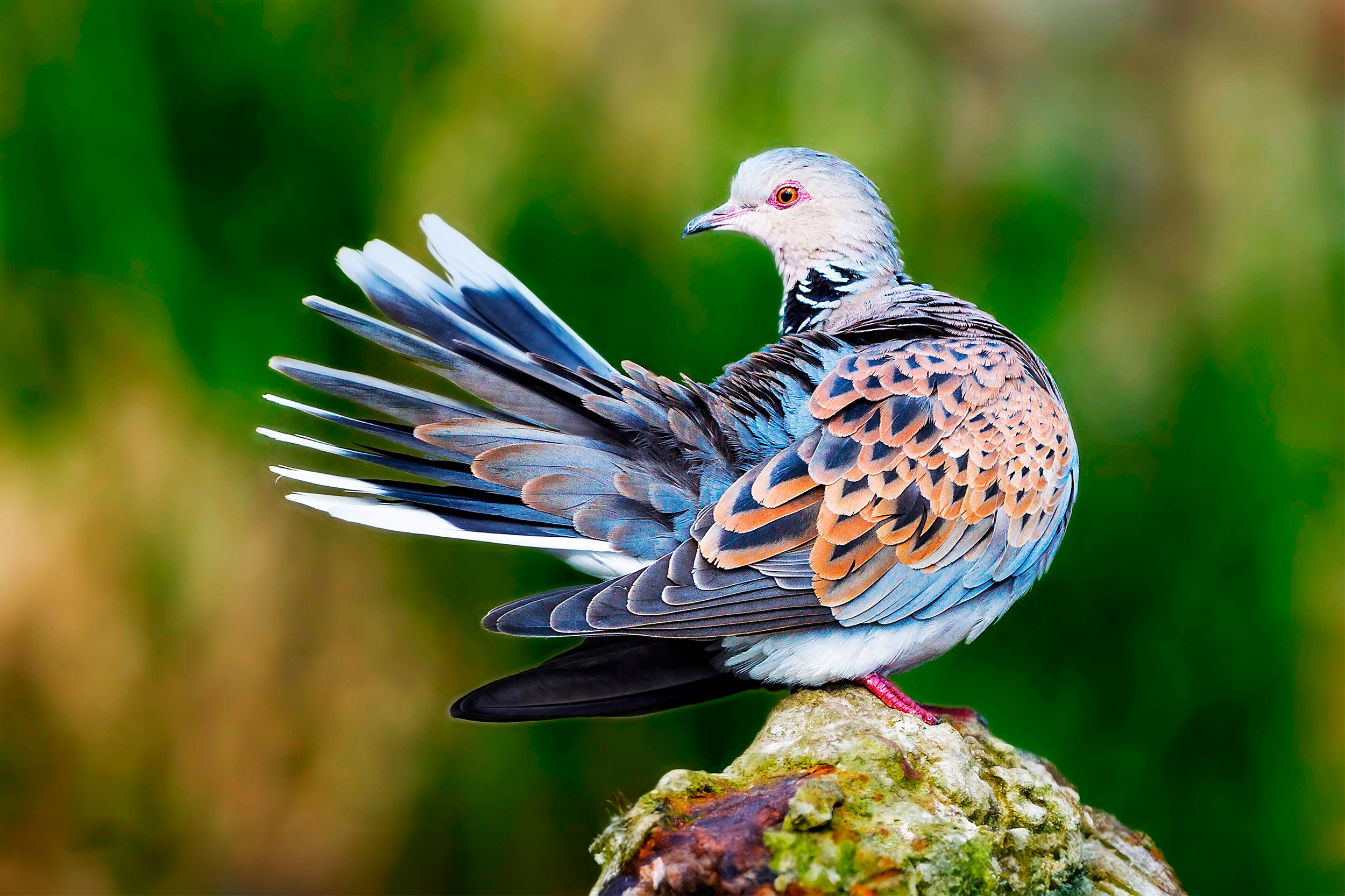 Turtle Dove